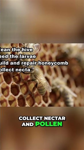 Worker Bees: The Busy All-Female Force of the Hive #shorts