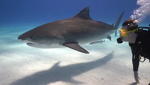 33K views · 567 reactions | Vanavond ga ik in Freeks Wilde Wereld duiken met verschillende soorten haaien op de Bahama’s…. 18:10 op Zapp/VPRO, kijken dus!!! 麗  | Prof. dr. Freek Vonk | Facebook