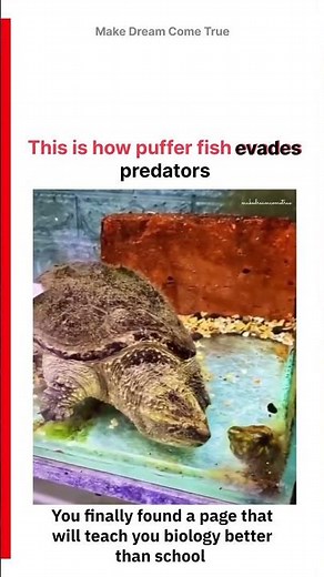🐡This is how 🌊 puffer fish 🦈evades predators ⚠️ | MDCT
