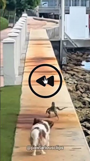 This Dog Was Chasing Lizards… Until Karma Hit Back 😂! #funny #lizards #animals