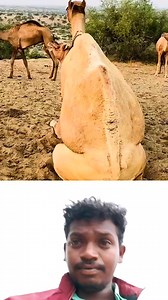 6.6K views · 23 reactions | #camel | Donkey Family | Facebook