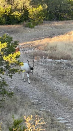 Ace Trophy Ranch is STACKED with some absolute giant addax right now — big frames, big horns, big memories waiting to be made! 🐐🤍 And heads up… 📢 RARE opening just popped up for Nov 30–Dec 4! These dates don’t come around often — if you’ve been waiting for a sign, this is it. Message or call today and let’s get you locked into the books! 📞 979-877-8348 🌐 www.southtexashuntingoutfitters.com #sci #chital #oryx #deerfeed #guidedhunts #goldmedalaxis #texashuntingranches #southtexas #monsterbuck