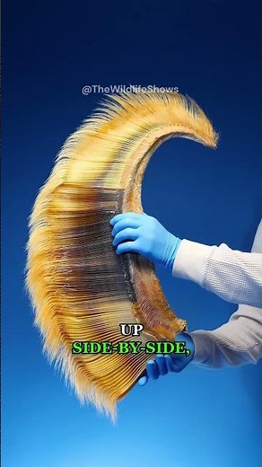 This Whale Has a Huge Mouth — But No Teeth