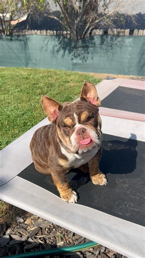 17K views · 618 reactions | Just an English Bulldog with Frenchie...