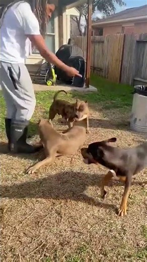 Hyena vs Pitbull fight