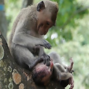 408K views · 5.2K reactions | Poor little monkey screamed in fear. #Animal #Monkey | Beest | Facebook