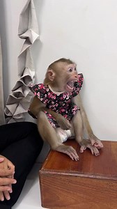 The Daily Life Baby Monkey Sara #monkey #animals #monkeys #wildlife #nature #anima #primate #monkeylove #gorilla #animallovers | Monkey Harry's Family
