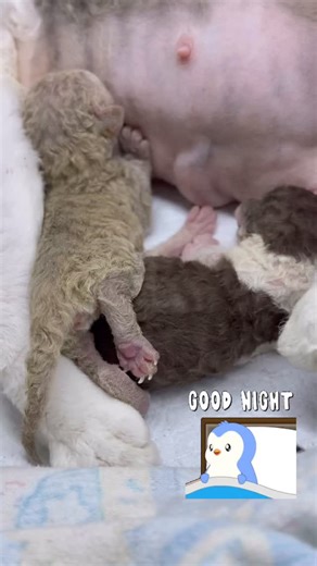 #litterU2025drx 💕 www.devonrex-canada.ca #devonrexcat #devonrexcats #catsofinstagram #devonrexcattery #kittens #cutecat #cutecats #猫 #猫カフェ #猫咪 #德文卷毛猫 #喵 #喵星人 #貓 #貓奴 #貓星人 #貓咪 #devonrexlover #devonrexkitten #devonrexes #貓咪日常 #貓奴日常 #devon_rex_lovers #devonrexofinstagram #devonrexfans #devonrex #devonrexkittens #devonrexrules Devon Rex kittens in Canada, Devon Rex breeder Canada, devon Rex cattery Canada | Devon Rex Kittens USA & Canada - Curly Pride Cattery