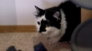 Angry House Cat Traps Family