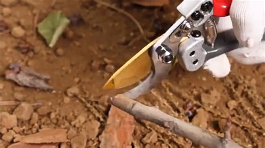 Watch Titanium alloy pruning shears, usage demonstration on Amazon Live