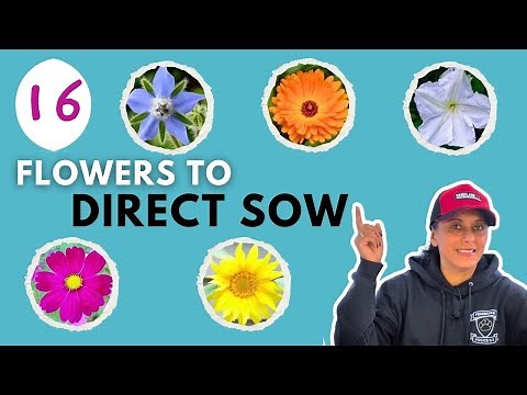 16 Flowers ANYONE Can Grow! Direct Sowing Annual Seeds
