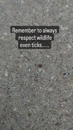 507K views · 161 reactions | Remember to respect all wildlife. Ticks,...