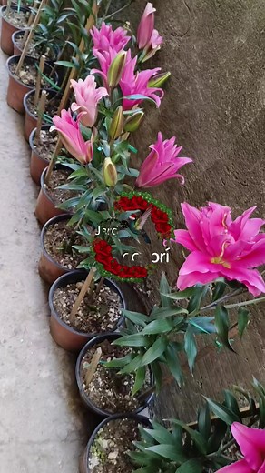 Videos de Jardín del colibrí Guatemala (@jardin_del_colibri_guate) con “sonido original - 🐦‍🔥🅳🅰🅽🅴🅻🅸🅰🦄”