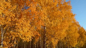 Autumn birch trees with yellow leaves. Background of bright foliage in the wind. Seasonal weather. Picturesque nature in a birch grove. Panoramic.