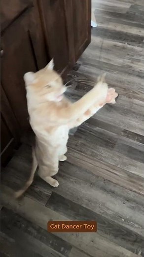 Cat Dancer Toy – Keep Your Kitty Active & Happy.