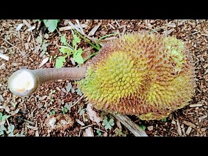 Harvesting Breadnut (Artocarpus camansi) wild ancestor of the Breadfruit