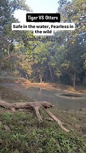 Tiger VS Otters Join me on private safaris for Dudhwa.. Co. 9793827186 #safari_with_raju In the quiet hush of a January morning at Dudhwa, the water tells its own wild story. A smooth-coated otter rises like a ripple of mischief, whiskers glistening, eyes bright with courage borrowed from the river itself. From the safety of the water, it teases the striped sovereign on the bank—splashing, pausing, vanishing—only to return again. The tiger watches, patient and powerful, knowing that some boundar