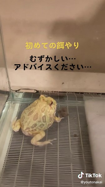 #クランウェルツノガエル #ツノガエル好きと繋がりたい #両生類 #カエル #初めての餌やり #動物 #餌やり