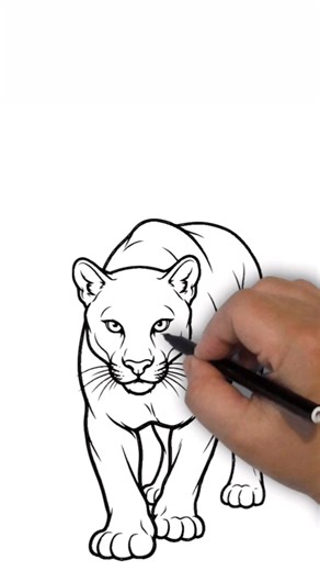 How to draw a cougar #howto #draw #drawing #sketch #cougar | drawings