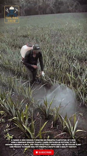 Professional Pineapple Farmers: Efficient Spraying Techniques on Plantations! #agriculture #farming