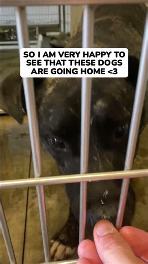 These Shelter Dogs Finally Found Homes!
