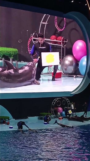 Dolphin knows how to paint using their mouth l Emerald The Explorer