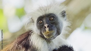 Red Colobus Monkey in Zanzibar in Africa, Close Up Portrait of Monkeys in Jozani Forest in Tanzania, African Wildlife and Animals in the Trees on a Safari in Zanzibar