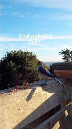 The scrub jay buffet series continues #birdfeeder #jay