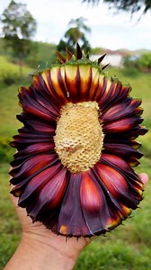 The Fruit That Opens Itself When It Falls From the Tree! #shorts #plants #farming #nature #reels #instagram #china | The Facts Hub