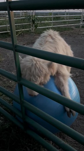 Fluffy Dog Playing With Blue Exercise Ball