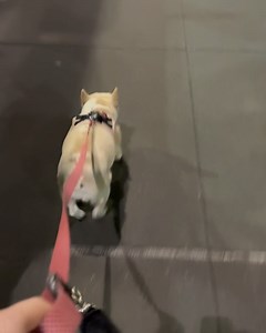 PetMeds on Reels | Facebook