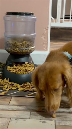 Millie stop digging the chicken out of your bowl! 🐶❤️‍🔥🐾 you’re making a mess!