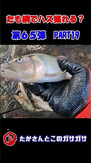 第65弾紹介⑲用です♪オオモノ連発大満足♪爆湧きしているお魚もｗ ⚠激しく動いて画面が揺れているシーンがございます。酔いやすい方などはご注意ください#たかガサ#shorts #淡水魚 #ガサガサ