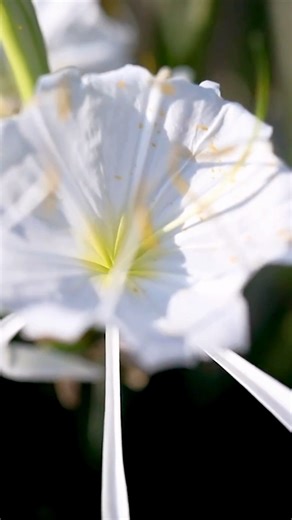 Alabama is one of only three states where you can find these beautiful flowers! #thisisalabama #cahabalilies #shoalspiderlily #rareflowers #alabamaoutdoors #florals | This is Alabama