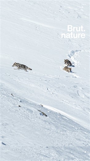 208K views · 1.4K reactions | "On peut tuer quasiment 200 loups en...