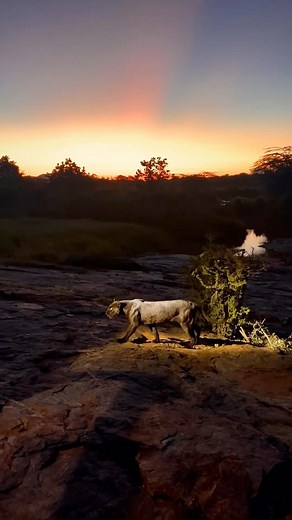 This black leopardess and a magical sunset ✨🖤 photographed in Kenya’s Laikipia Region 🎥 by @hshphotos Did you know….black leopard cubs have a higher likelihood of being black. The black coloration in leopards is caused by a genetic trait called melanism, which results in an excess of dark pigment melanin. If both parents carry the gene for melanism, it increases the chances of their cubs also inheriting the trait and being black. However, not all cubs from black leopard parents will be black, 