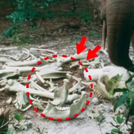 Hidden Secrets of Animals That Will Shock You #viral #facts #animals #funpage #funfactsSA-FACTS