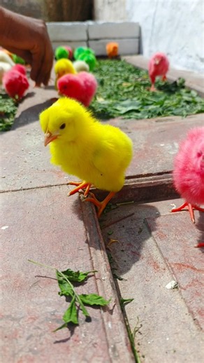 Small Wonders Brightest Colored Hen Babies | murgi wala video | chicken free sounds #birds #shorts