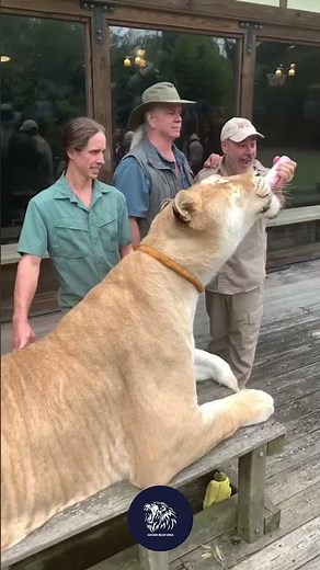 Lion meets tiger colossal hybrid. 🦁🐯🔥