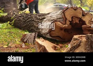 A worker powerfully operates a chainsaw to slice through a large tree trunk, with sawdust flying, highlighting intense manual labor and forestry.