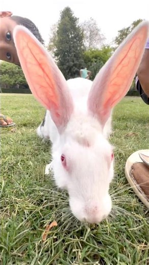 Rabbit Breeding Process Explained | Male Female Rabbit Behavior🐰 Khargosh Breeding Kaise Kare