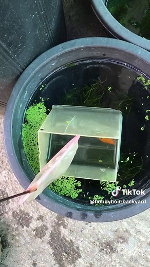 HOBBY HOUR (@hobbyhourbackyard) - Preggy Molly Fish: Breeding, Care, and Tips