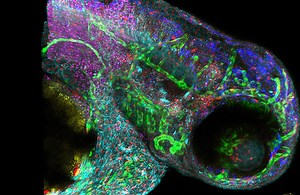 New technology enables 5-dimensional imaging in live animals and humans
