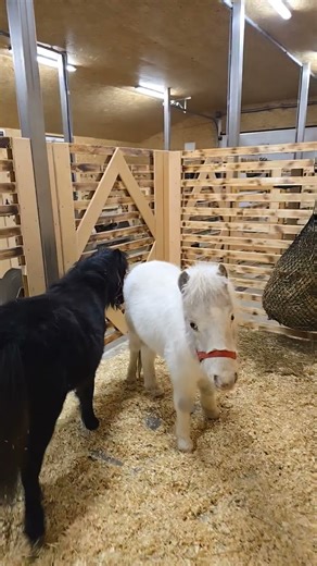 Cutest Horses Ever! 🐴💕 Meet Pancho & Luana — Adorable Falabellas Full of Love!”