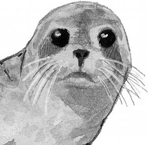 How to Draw Sea Lions, Seals, and Otters oh my! (video)