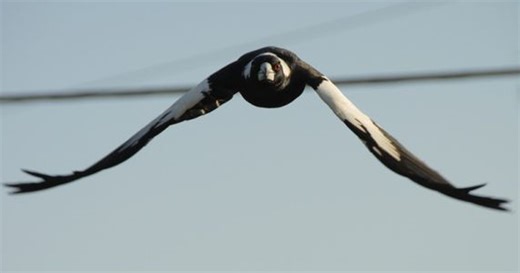 Myths busted: How to stay safe this magpie season