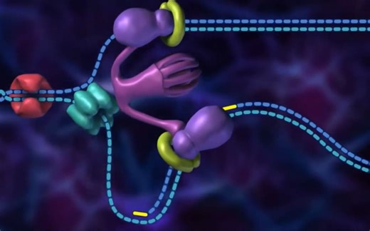 【3D演示】DNA复制（原版+字幕版）