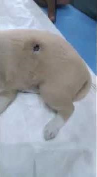 Amazing resuce and recovery of street dog puppy infected with maggots