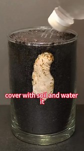 10K reactions · 2.2K shares | Try growing mango tree from seeds | Lee Yumi | Facebook