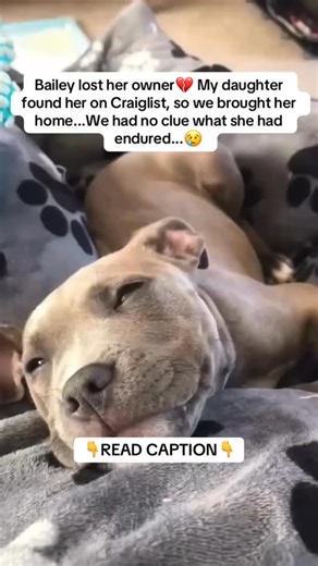 MY DAUGHTER FOUND HER ON CRAIGSLIST 😳 She looked at me and said, “Dad… this dog has NO ONE.” So we brought her home. We thought we were just giving her a safe place to land… We had NO IDEA what she’d been through 😞 She was COMPLETELY SHUT DOWN. No eye contact. No tail wags. Just shaking in the corner. Like she had NEVER known love 🥺 She was WEAK… barely moved. We assumed it was trauma — But then the vet gave us a SHOCK: “She’s PREGNANT.” 😳 It was TOO LATE. She needed EMERGENCY SURGERY to sur